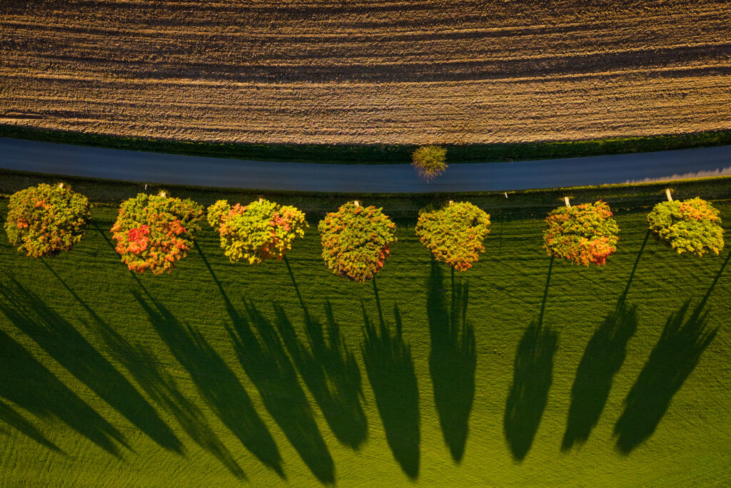 Podzim u Pošné, alej, dron DJI Mini 5 Pro